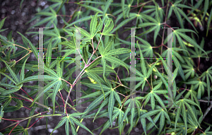 Picture of Acer palmatum(Linearilobum Group) 'Shime no uchi (Ao shime no uchi)'