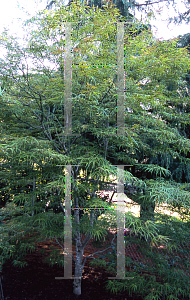 Picture of Acer palmatum(Linearilobum Group) 'Shime no uchi (Ao shime no uchi)'