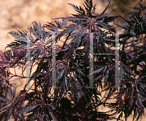 Picture of Acer palmatum (Dissectum Group) 'Ao shidare'