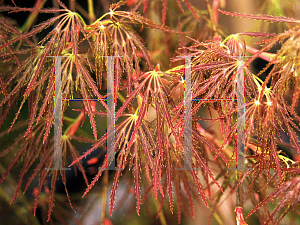 Picture of Acer palmatum (Dissectum Group) 'Ao shidare'