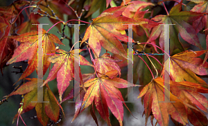 Picture of Acer palmatum (Amoenum Group) 'Ao shidare1'