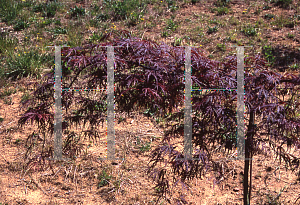 Picture of Acer palmatum (Dissectum Group) 'Ao shidare'