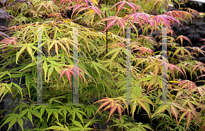 Picture of Acer palmatum(Linearilobum Group) 'Shime no uchi (Ao shime no uchi)'