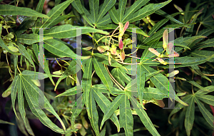 Picture of Acer palmatum(Linearilobum Group) 'Shime no uchi (Ao shime no uchi)'