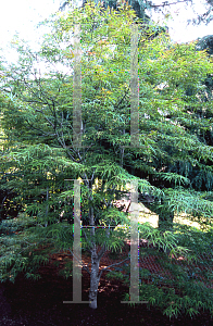 Picture of Acer palmatum(Linearilobum Group) 'Shime no uchi (Ao shime no uchi)'