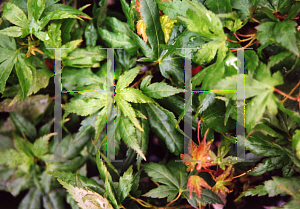 Picture of Acer palmatum 'Aoba jo'