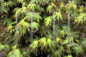 Picture of Acer palmatum 'Aoba jo'