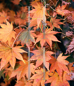 Picture of Acer palmatum (Amoenum Group) 'Aocha nishiki'