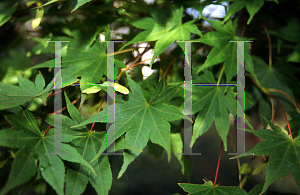 Picture of Acer palmatum (Amoenum Group) 'Aocha nishiki'