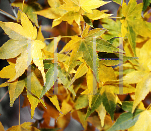 Picture of Acer palmatum (Amoenum Group) 'Aocha nishiki'