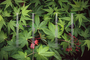 Picture of Acer palmatum (Amoenum Group) 'Aocha nishiki'