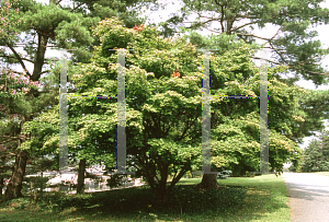 Picture of Acer palmatum (Amoenum Group) 'Aocha nishiki'