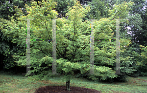 Picture of Acer palmatum (Amoenum Group) 'Aocha nishiki'