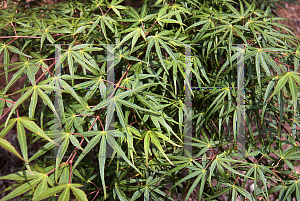 Picture of Acer palmatum(Linearilobum Group) 'Shinobuga oka (Aome-no-uchi)'