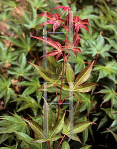 Picture of Acer palmatum(Linearilobum Group) 'Ao shime-no-uchi shidare'