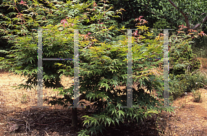 Picture of Acer palmatum(Linearilobum Group) 'Ao shime-no-uchi shidare'