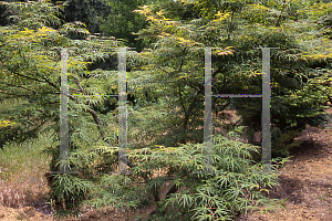 Picture of Acer palmatum(Linearilobum Group) 'Shinobuga oka (Aome-no-uchi)'