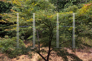 Picture of Acer palmatum(Linearilobum Group) 'Shinobuga oka (Aome-no-uchi)'