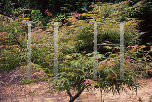 Picture of Acer palmatum(Linearilobum Group) 'Shime no uchi (Ao shime no uchi)'