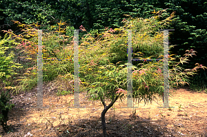 Picture of Acer palmatum(Linearilobum Group) 'Shime no uchi (Ao shime no uchi)'