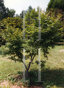 Picture of Acer palmatum(Linearilobum Group) 'Ao shime-no-uchi shidare'