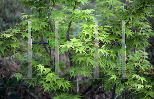 Picture of Acer palmatum 'Aoyagi'