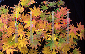 Picture of Acer palmatum 'Aoyagi'