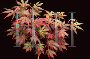 Picture of Acer palmatum (Matsumurae Group) 'Ariadne'