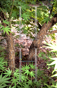 Picture of Acer palmatum 'Arakawa (Nishiki sho)'