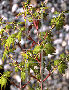 Picture of Acer palmatum 'Arakawa (Nishiki sho)'