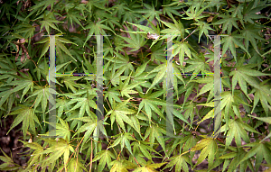 Picture of Acer palmatum 'Arakawa (Nishiki sho)'