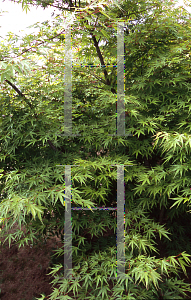 Picture of Acer palmatum 'Arakawa (Nishiki sho)'