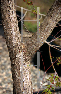 Picture of Acer palmatum 'Arakawa (Nishiki sho)'