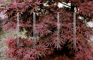 Picture of Acer palmatum (Matsumurae Group) 'Aratama'