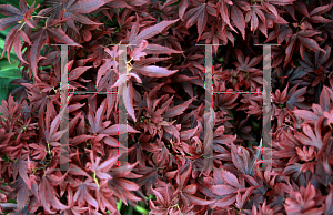 Picture of Acer palmatum (Matsumurae Group) 'Aratama'