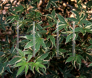 Picture of Acer palmatum 'Maiko'