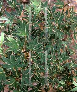 Picture of Acer palmatum 'Matsugae (Argenteomarginatum)'