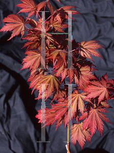 Picture of Acer palmatum (Matsumurae Group) 'Ariadne'