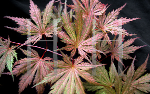 Picture of Acer palmatum (Matsumurae Group) 'Ariadne'