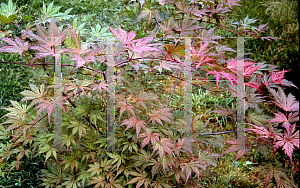 Picture of Acer palmatum (Matsumurae Group) 'Ariadne'