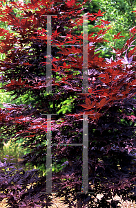 Picture of Acer palmatum 'Ariake nomura'