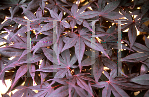 Picture of Acer palmatum 'Ariake nomura'