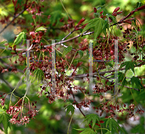 Picture of Acer palmatum 'Asahi zuru'