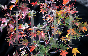 Picture of Acer palmatum 'Asahi zuru'