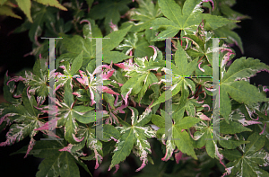 Picture of Acer palmatum 'Asahi zuru'