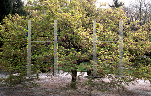 Picture of Acer palmatum 'Asahi zuru'