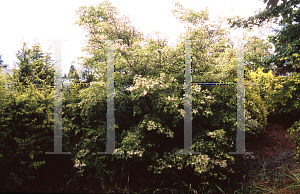 Picture of Acer palmatum 'Asahi zuru'