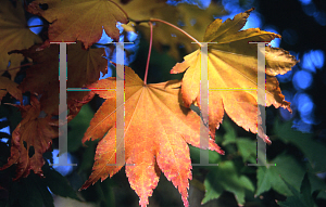 Picture of Acer palmatum (Amoenum Group) 'Aspen Green'