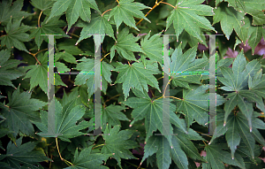 Picture of Acer palmatum (Amoenum Group) 'Aspen Green'