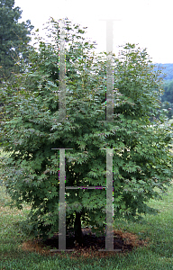 Picture of Acer palmatum (Amoenum Group) 'Aspen Green'